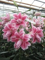 [Roselily Isabella (4033).jpg]